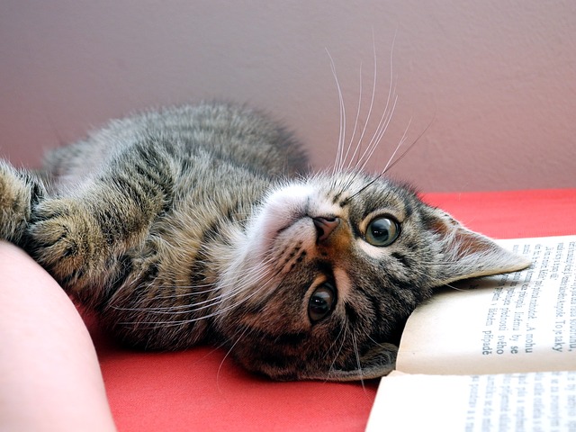 kočka u knihy